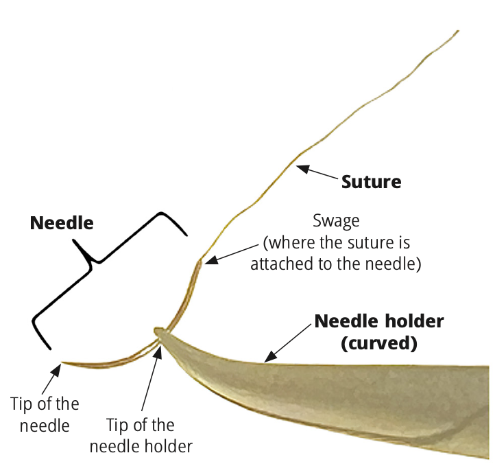 Figure 1 The suture needle, suture, and needle holder. The centre or body of the needle is gripped by the tip of the needle holder. The surgeon is right-handed, so the sharp point of the needle faces to the left. (Photo: © REBECCA JONES CC BY-NC-SA 4.0)